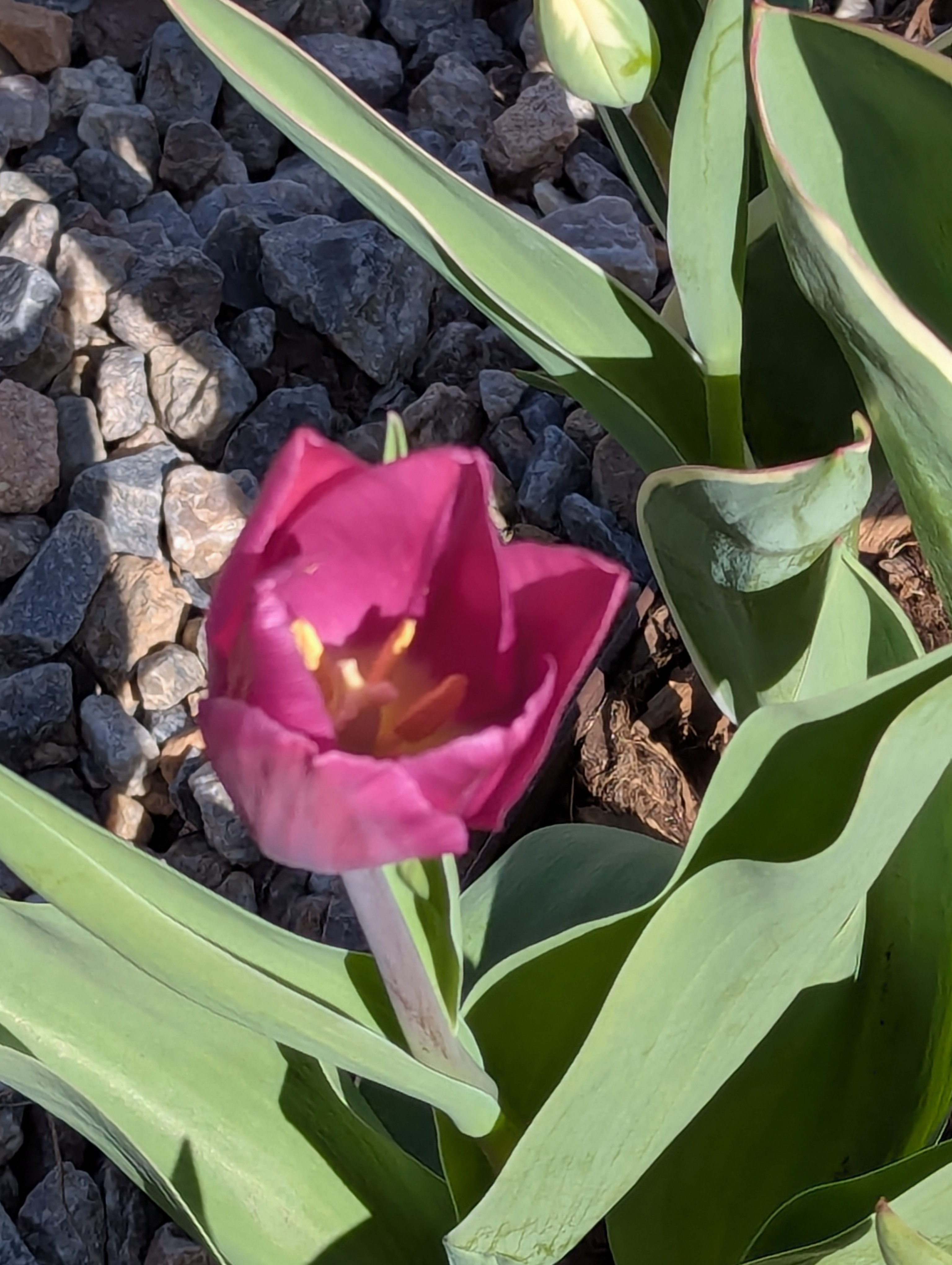 Garden, Flowers, Morrison, Colorado